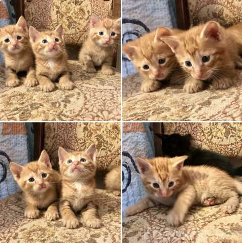 Отдам даром: Котята Рыжики мальчики 1,5 месяца