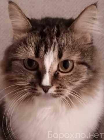 Отдам даром: Шикарная длинношерстная кошка Муся