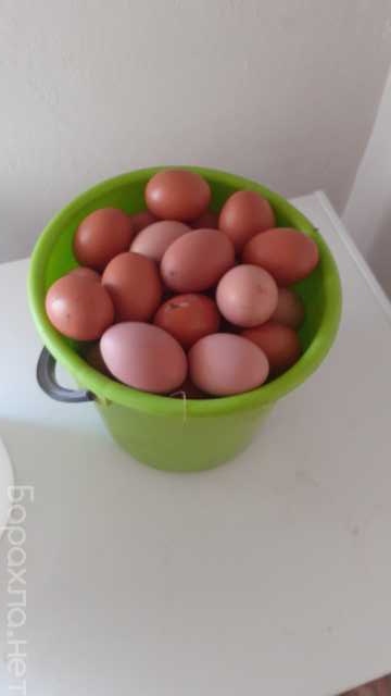Продам: Яйцо куриное домашнее
