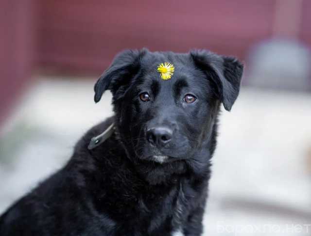Отдам даром: Черный щенок метис лабрадора Глория