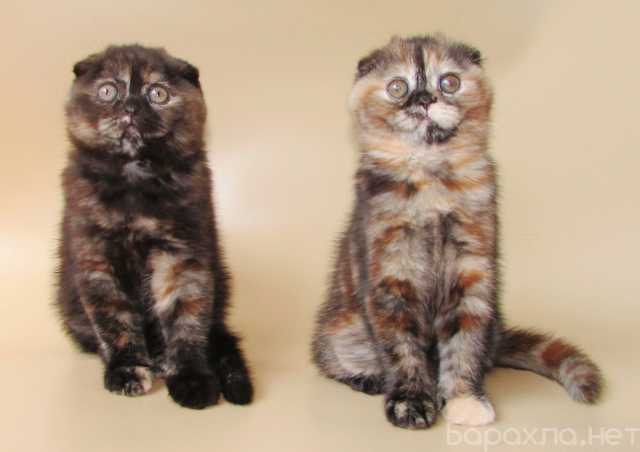 Продам: шотландские котята и взрослые кошки и ко