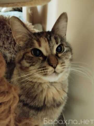 Отдам даром: Красивая контактная кошка Анфиса
