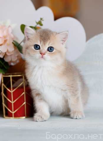 Продам: Котенок. Британская шиншилла
