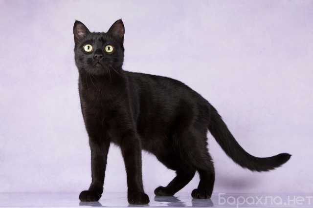 Отдам даром: Черный кот Василий в дар