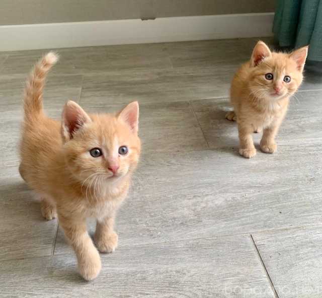 Продам: Рыжики котята 2 месяца