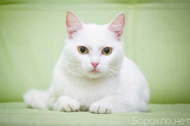 Отдам даром: Кот Марсик – белоснежный красавец в дар