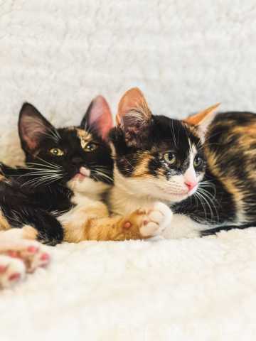 Отдам даром: Милые котята Мира и Айрис в добрые руки