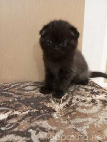 Продам: Котёнок-шотландец мальчик