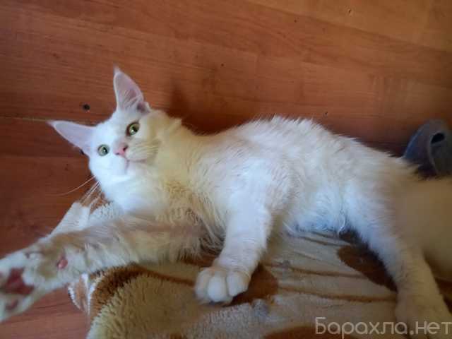 Продам: Котята крупной породы