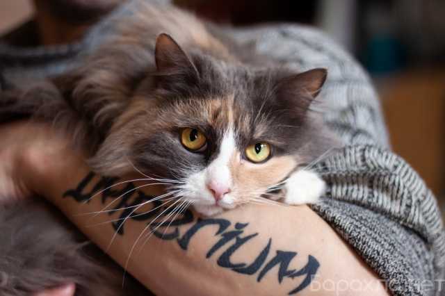 Отдам даром: Шикарная кошка Прима в добрые руки