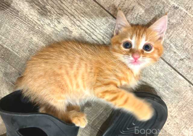 Отдам даром: Рыжая крошка Злата. Котенок в добрые рук