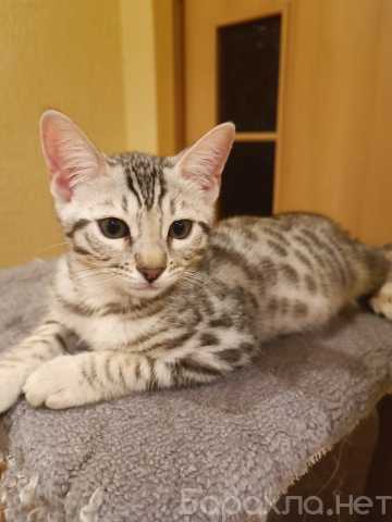 Продам: Бенгальские котята