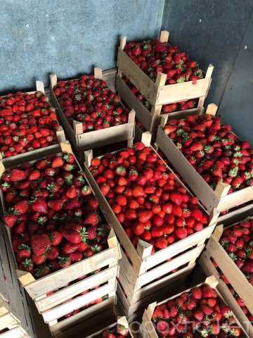 Продам: Клубника