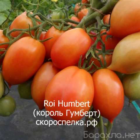 Продам: Семена старых сортов томатов