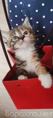 Отдам даром: Котенок