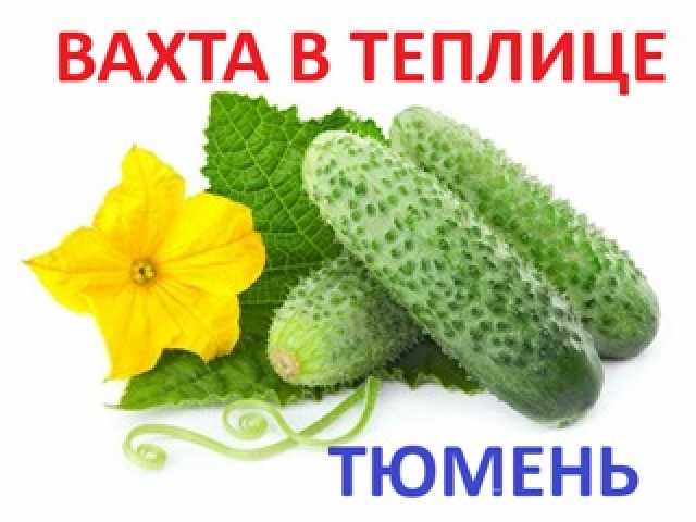 Требуется: Работа Вахтой Овощевод Теплицы Тюмень