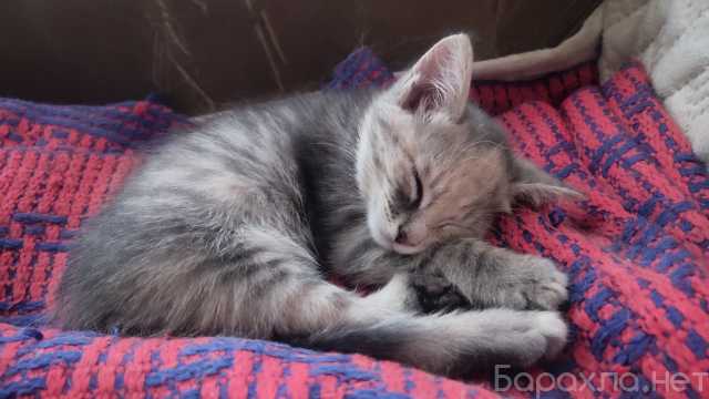 Отдам даром: Кошечка