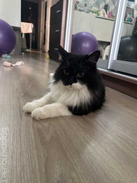 Отдам даром: Кошка