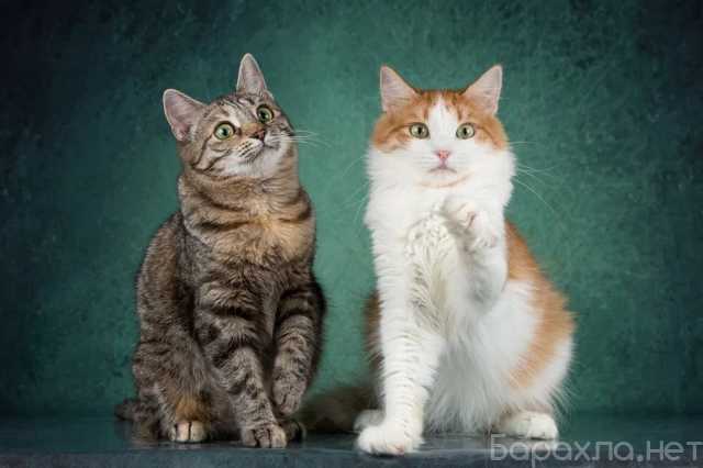 Отдам даром: Котята Пунш и Луиза в добрые руки