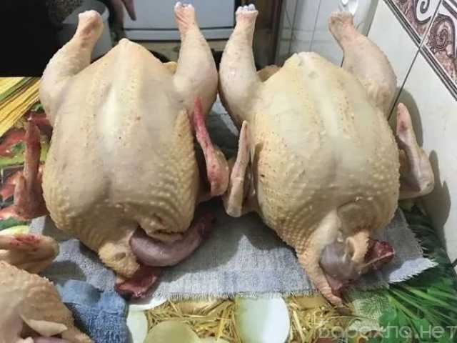 Продам: мясо бройлерных кур в Раменское
