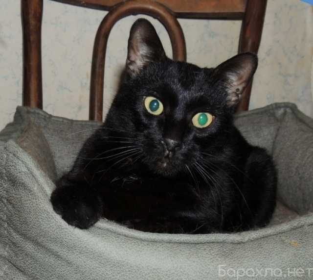 Отдам даром: Брутальный черный кот Степан в добрые ру