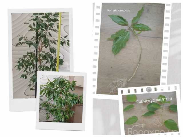 Продам: Комнатные растения
