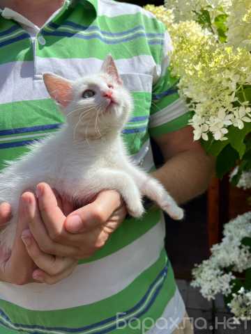 Отдам даром: Котята от дачной кошки в добрые руки