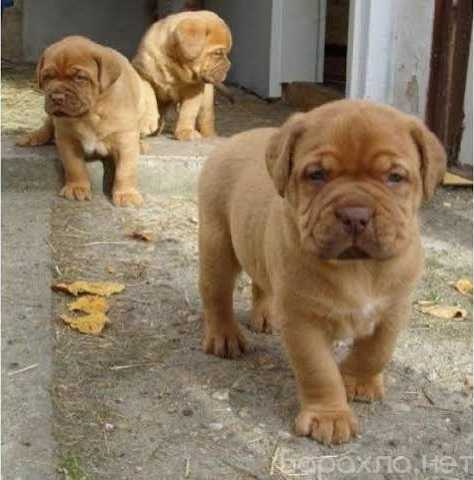 Продам: French Mastiff Dog/Puppy