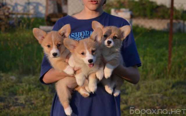 Продам: Щеночки Вельш-корги, корги