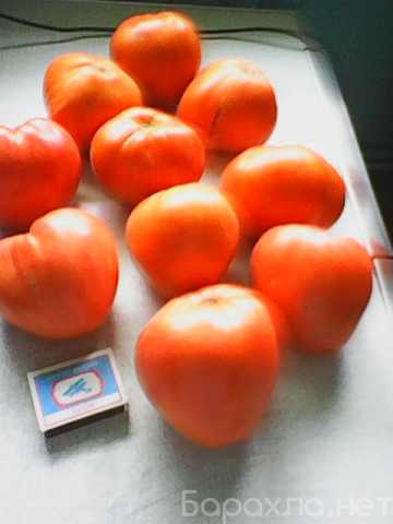 Продам: Помидоры домашние