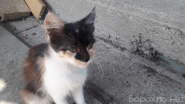 Отдам даром: котят