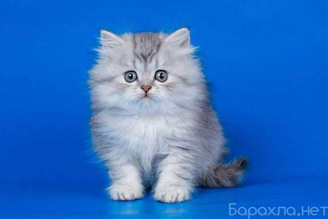 Продам: шотландские котята