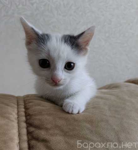 Отдам даром: Котёнок 2 месяца