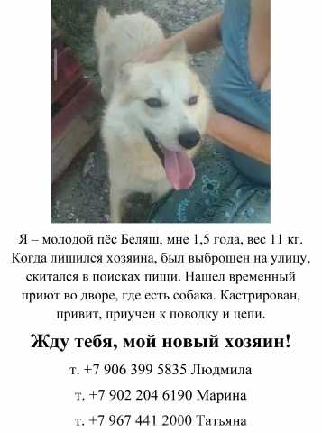 Отдам даром: собаку