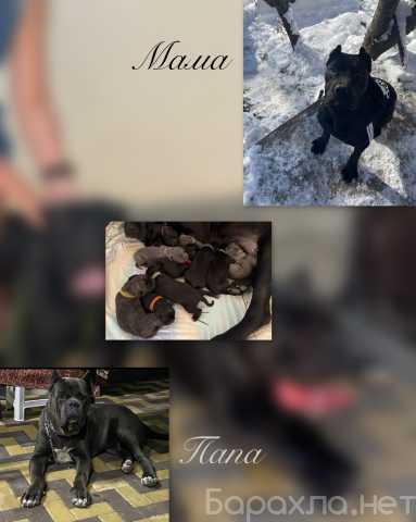 Продам: Щенки