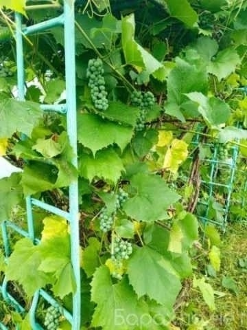 Продам: дачу