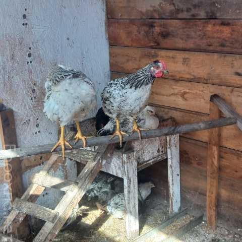 Продам: Петух