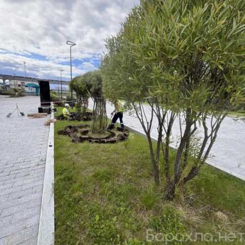 Продам: Озеленение деревьями и кустарниками, посадка под ключ