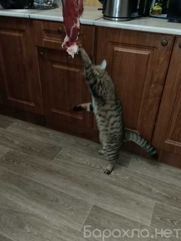 Предложение: Кот вязка