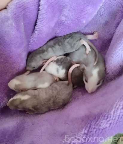 Продам: Крысы