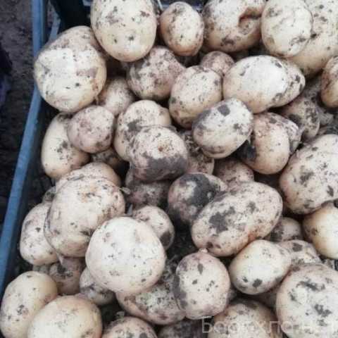 Продам: Производитель и прямой поставщик овощей