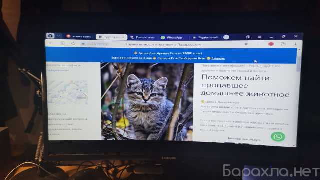 Приму в дар: кошка(кот)