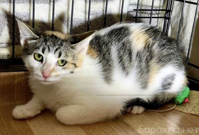 Продам: Котенок девочка