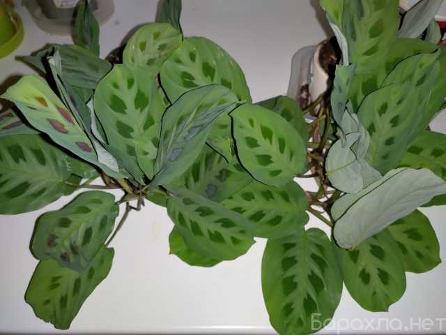 Продам: Маранта, Фикусы: бенжамина, каучуконосны