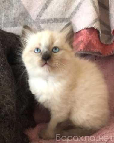 Продам: Котенок Невская маскарадная, девочка