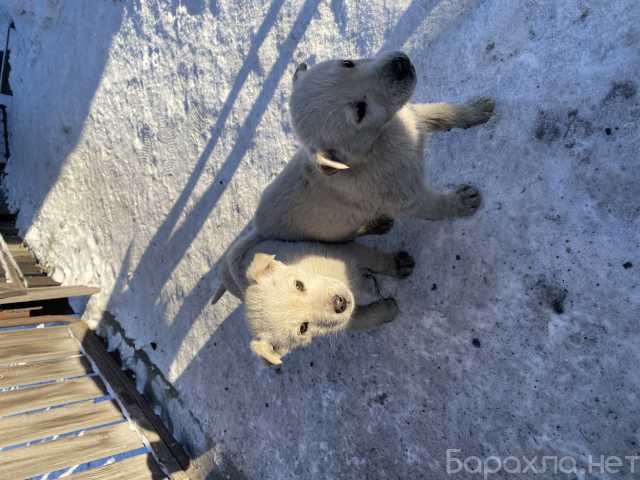 Отдам даром: Щенки в добрые руки