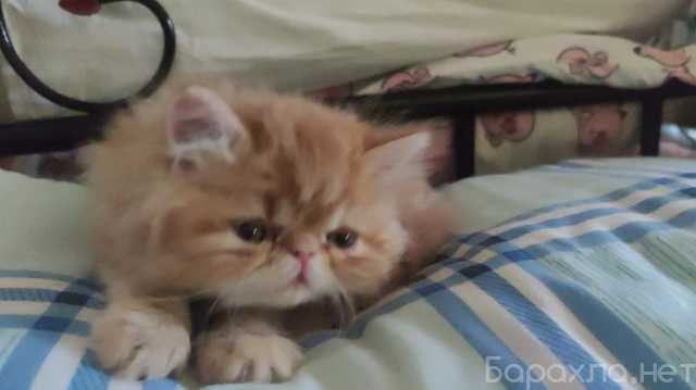 Продам: Котенок перс-экзот мальчик 2 мес