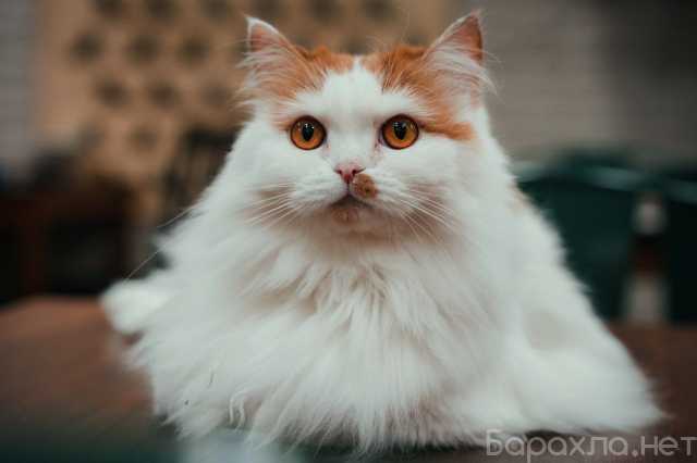 Предложение: Фелиция ждёт свою семью 🐱