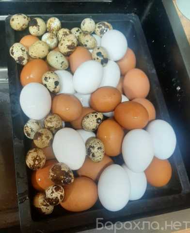 Продам: ДОМАШНИЕ КУРИНЫЕ И ПЕРЕПЕЛИНЫЕ ЯЙЦА