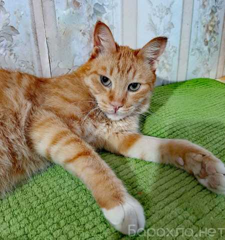 Отдам даром: Котик рыжее солнышко ищет дом